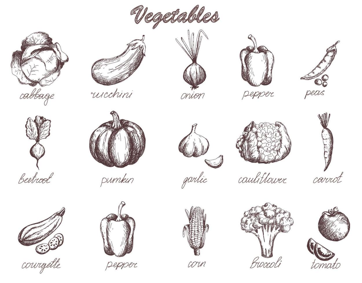 Sketch vegetables set garden vegetable collection pumpkin tomato carrot cabbage zucchini. Hand drawn collection vector