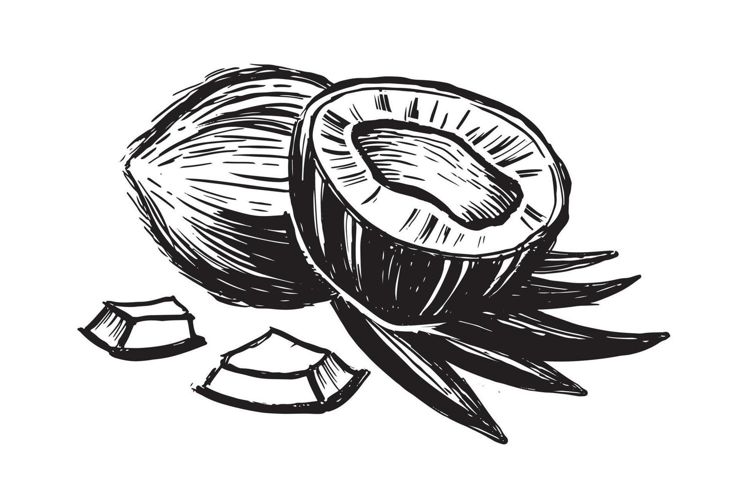 Coconut with palm leaf, hand drawn style on white background. vector