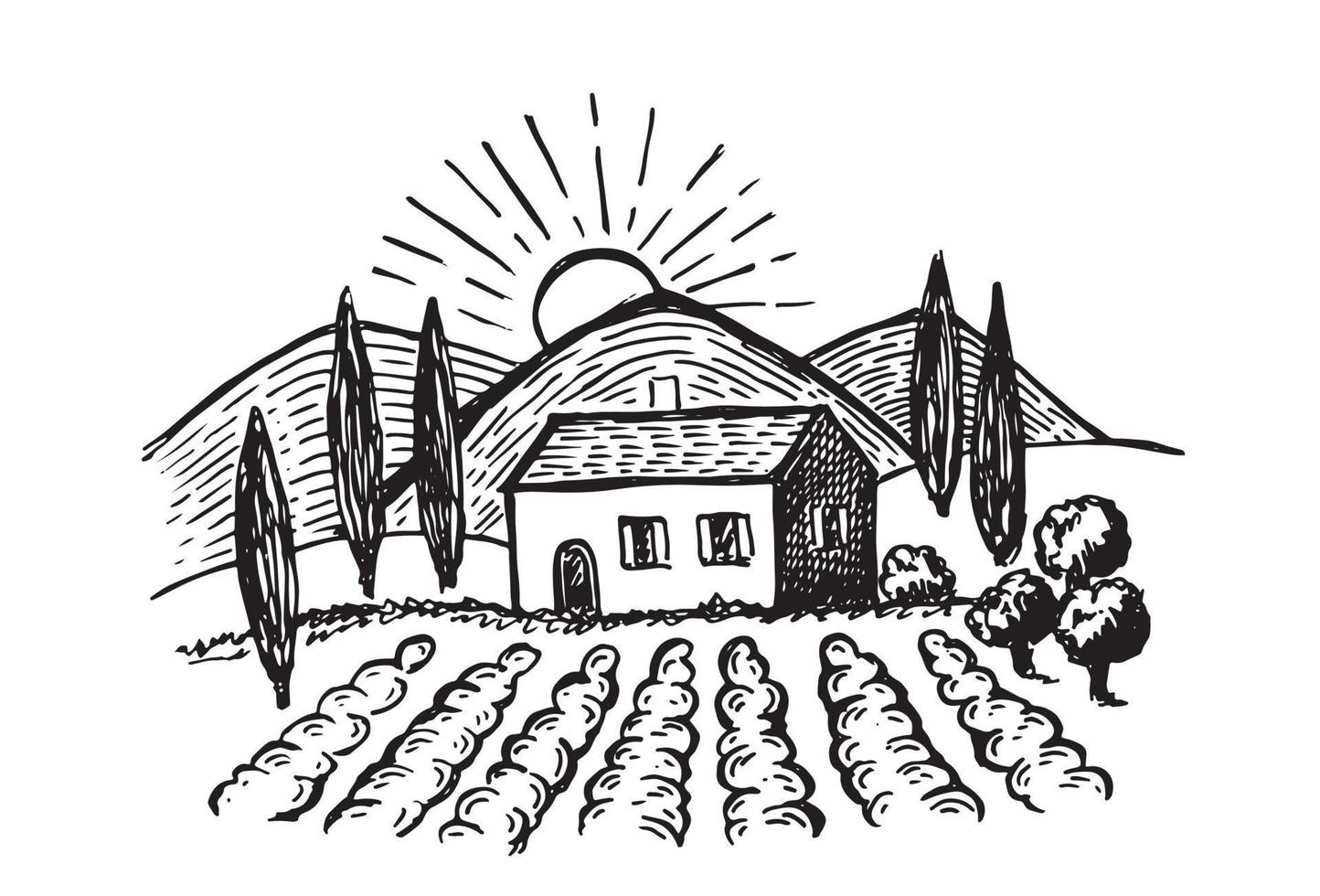 Vineyards, Vine plantation landscape. Hand drawn illustrations, vector. vector