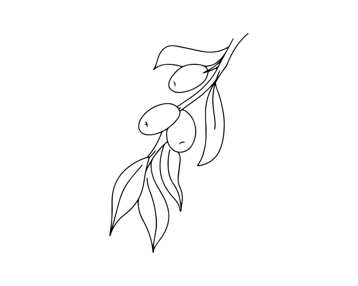 The olive branch is drawn with a black outline. Linear illustration vector