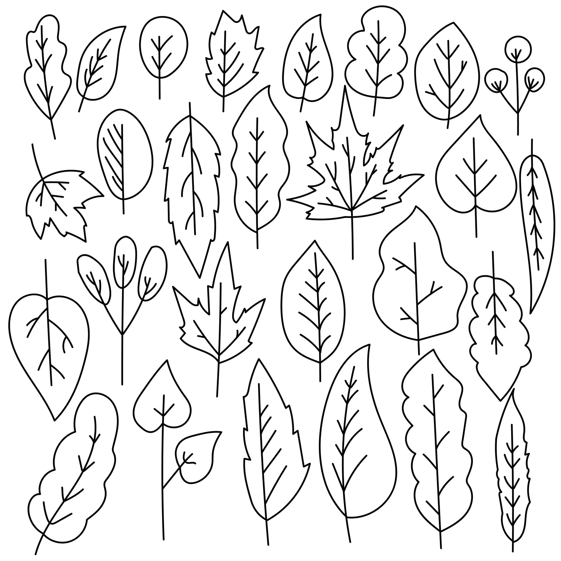 A set of doodle leaves of various shapes and sizes, an outline leaf