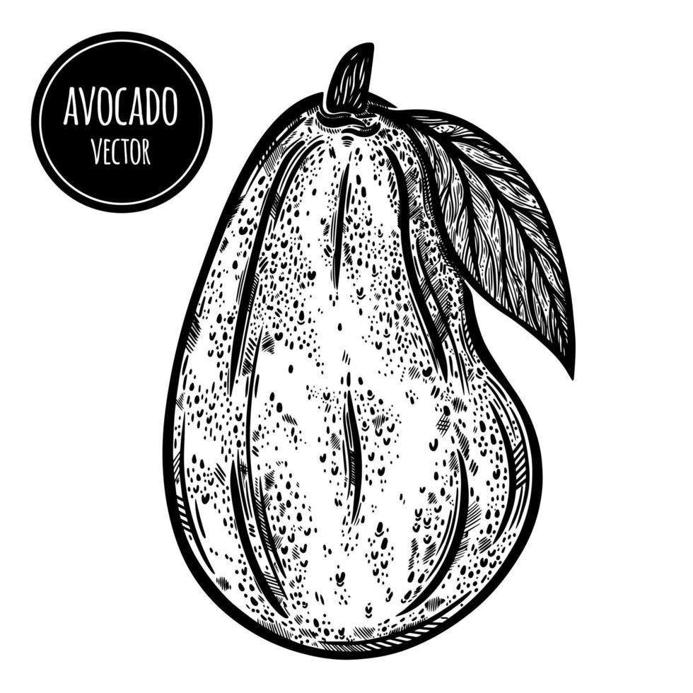 Avocado vector icon. Hand drawn sketch of summer tropical fruit. Whole unpeeled avocado on a branch with leaves. Fresh healthy food, exotic vegetable outline. Botanical illustration