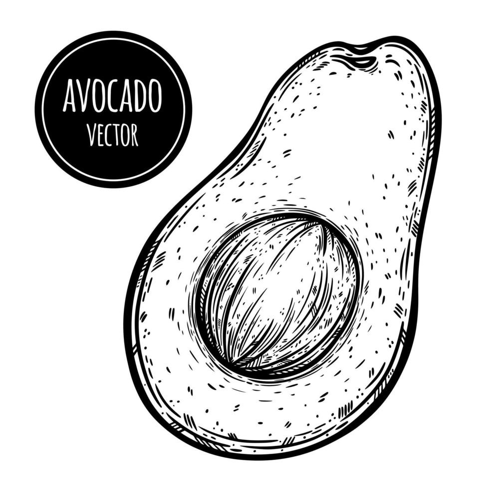 icono de vector de medio aguacate. boceto dibujado a mano de frutas tropicales de verano. rebanada de aguacate con una semilla redonda. comida fresca y saludable, esquema de vegetales exóticos. ilustración botánica aislado en blanco