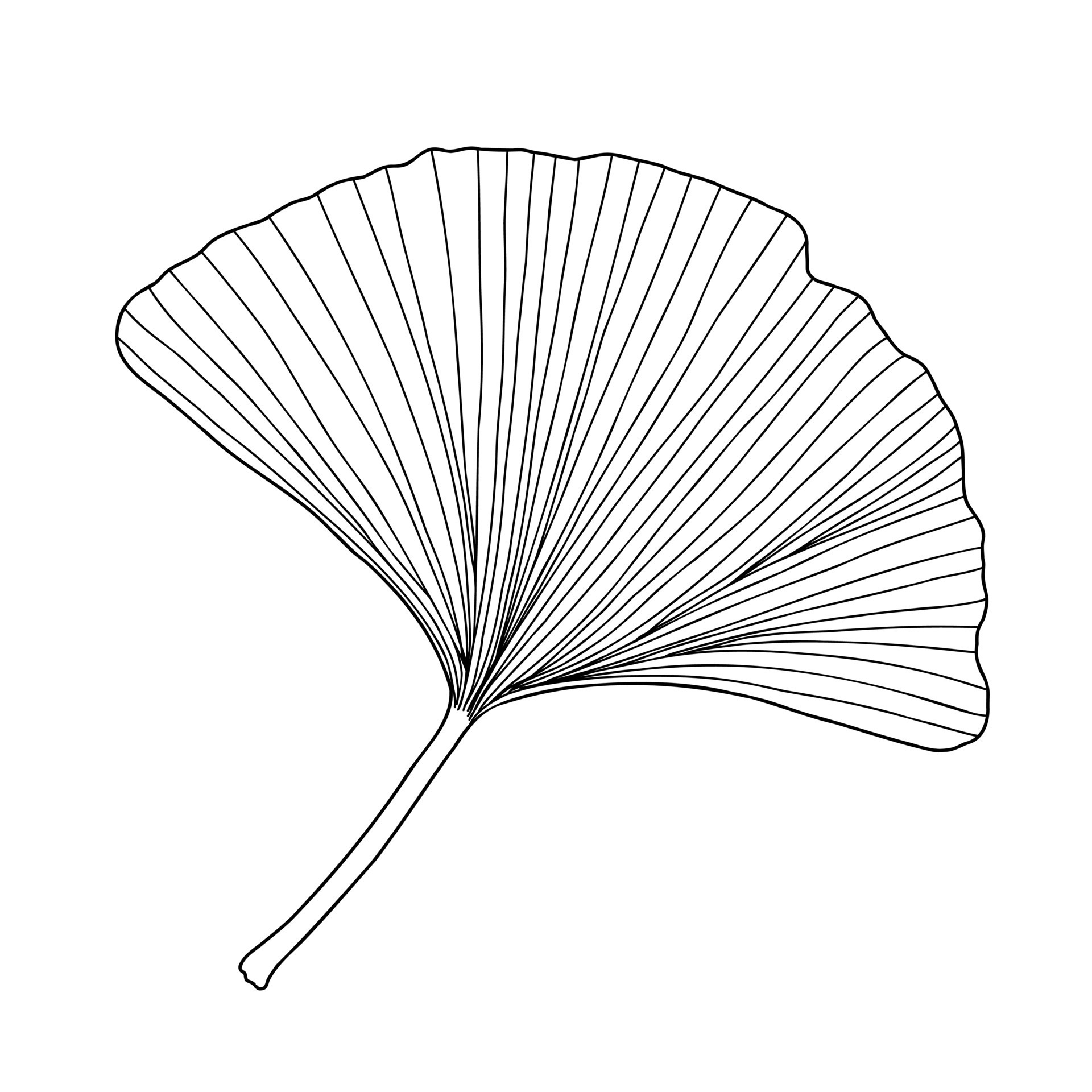 fresh-ginkgo-leaf-black-and-white-outline-hand-drawn-vector
