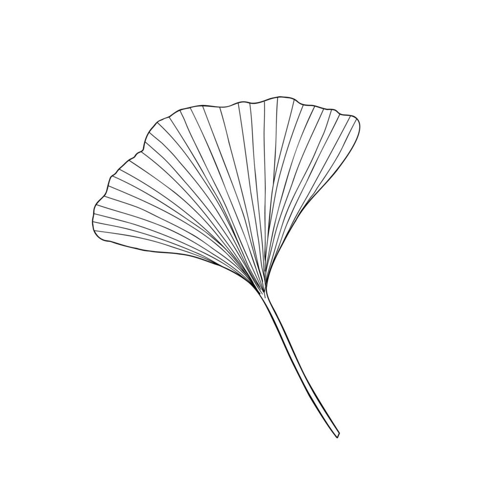 hoja de ginkgo fresca contorno blanco y negro ilustración vectorial dibujada a mano, planta detallada orgánica medicinal floral, símbolo cultural japonés, concepto de medio ambiente ecológico vector