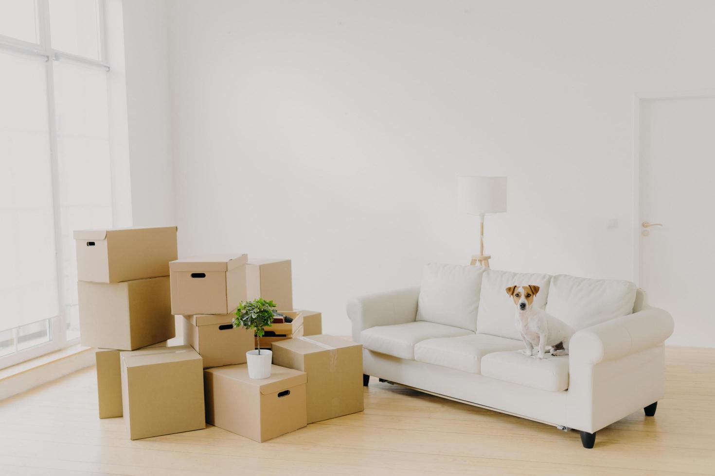 imagen de una habitación grande y luminosa con un montón de paquetes y plantas en maceta, un cómodo sofá blanco y un perro pedigrí, reubicarse junto con los anfitriones en un apartamento nuevo. efectos personales y cosas del hogar foto