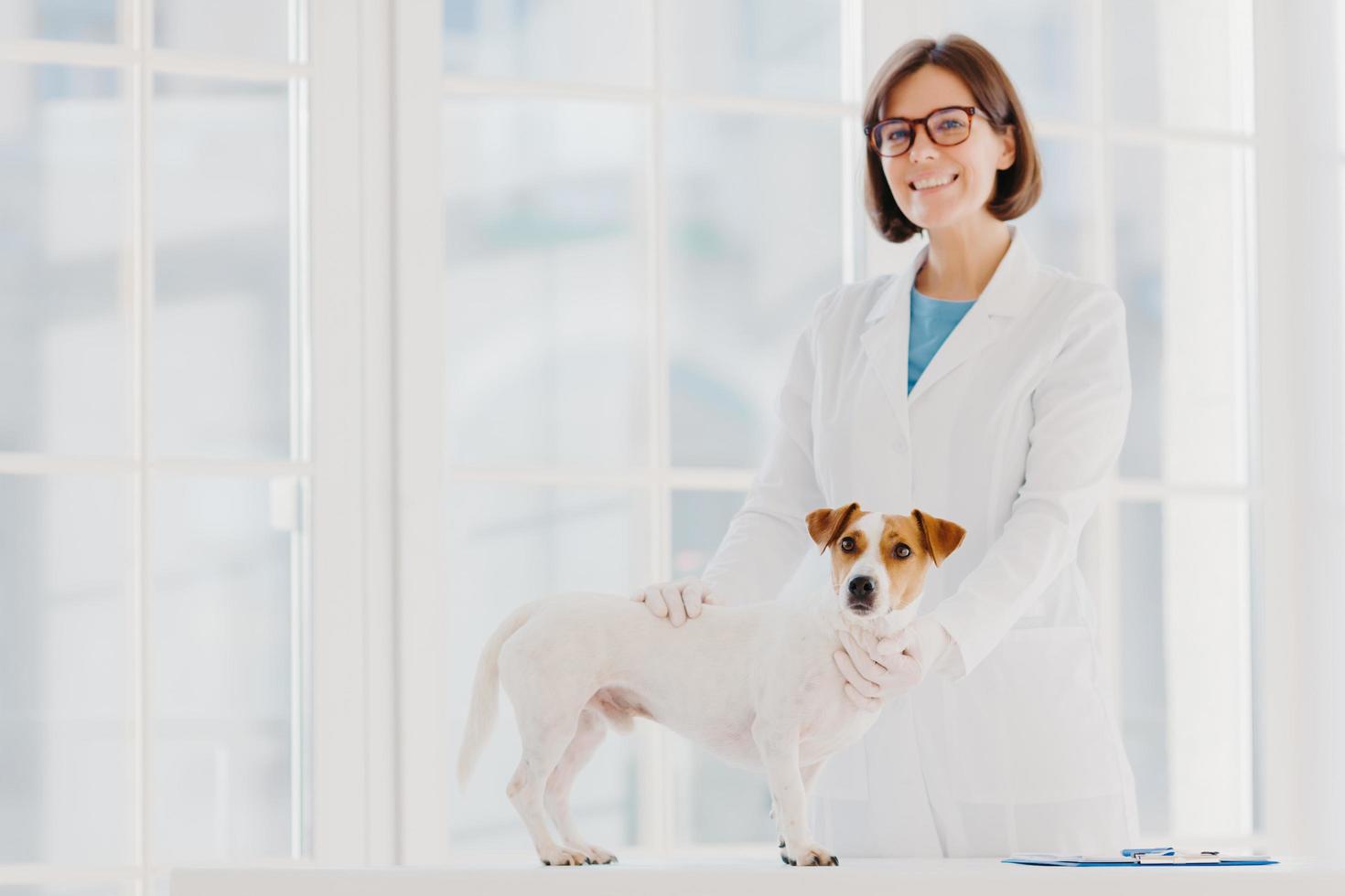 Full checkup and diagnostic. Positive skilled female vet in white uniform examines jack russell terrier dog in own clinic, writes down prescription, has animals as patients, cures various diseases. photo