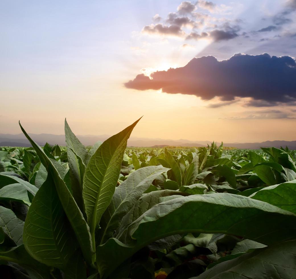 paisaje del jardín del campo de tabaco en los países asiáticos. foto