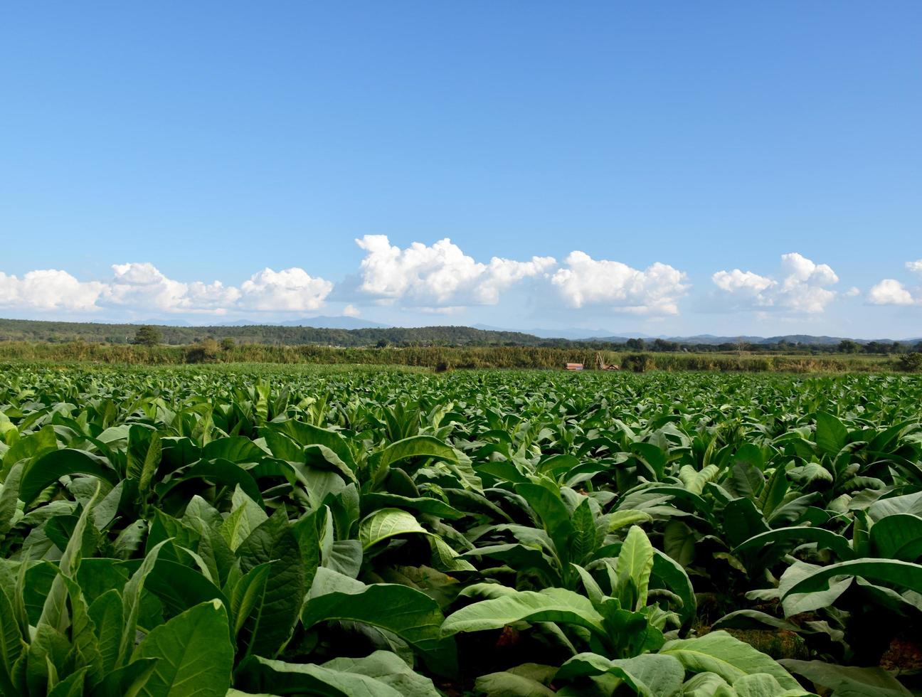 Landscape of tobacco field garden in Asian countries. photo