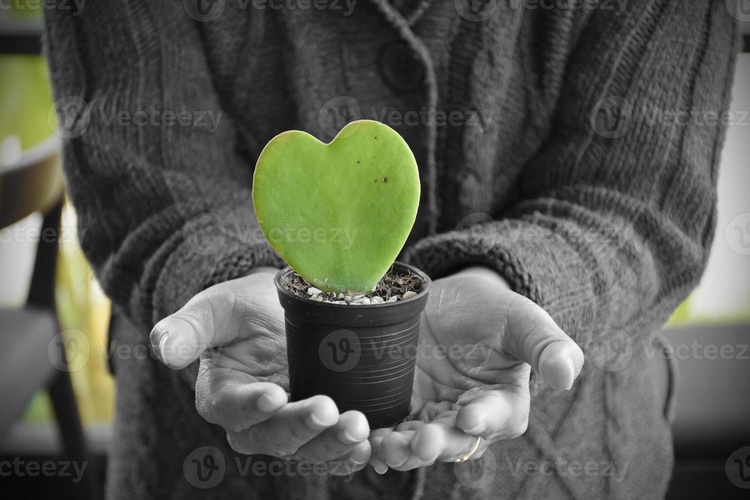 Green leaf of cactus in heart shape, concept for love and heart, symbole of valentine's occasion. photo