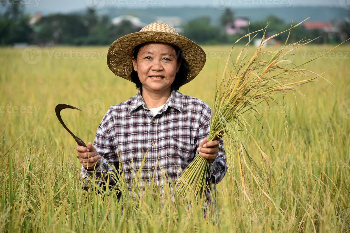 Portrait of an elderly Asian woman farmer who is holding a bouquet of riceear and harvest sickle near her rice paddy field happily. Happy life concept photo