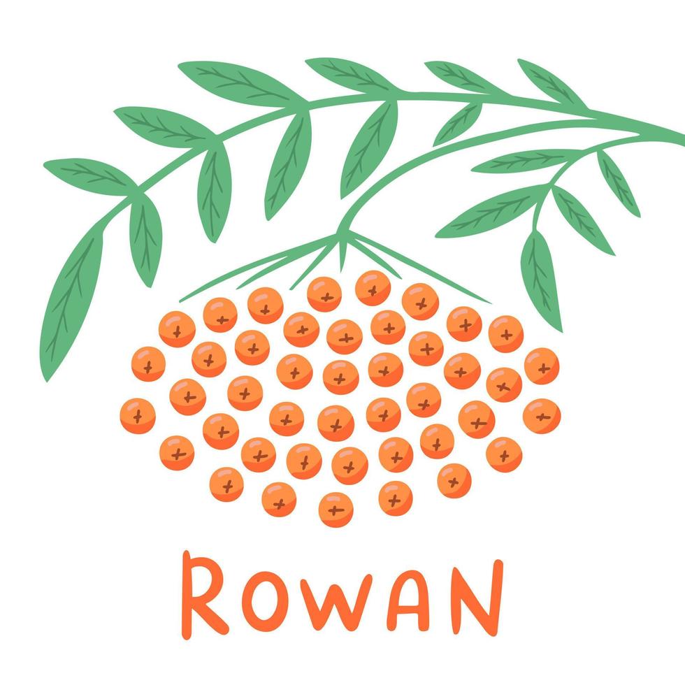 Rowan. Branch of rowan berry. Rowan for jam and dessert. Illustration for printing, backgrounds, covers, packaging, greeting cards, posters and stickers. Isolated on white background. vector