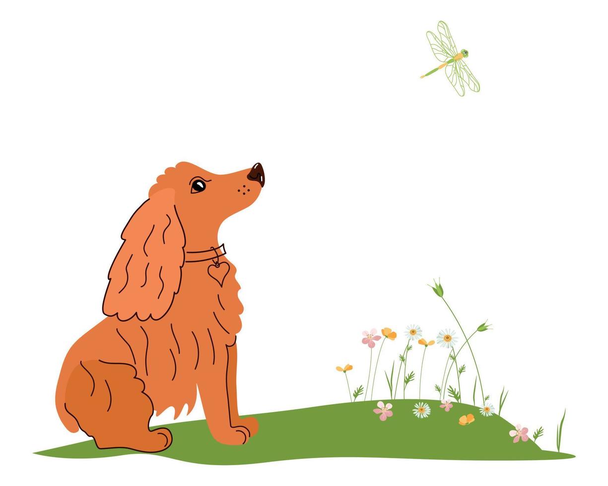 Cocker spaniel looks at a dragonfly vector