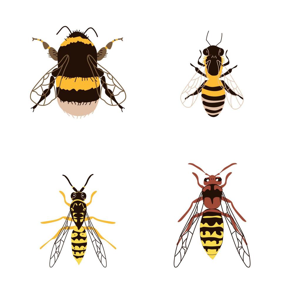 Four buzzing insects are a bee, a wasp, a bumblebee and a hornet vector