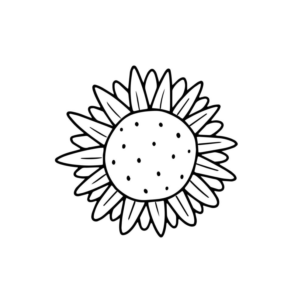 Sunflower in a simple doodle style. Vector isolated floral illustration.