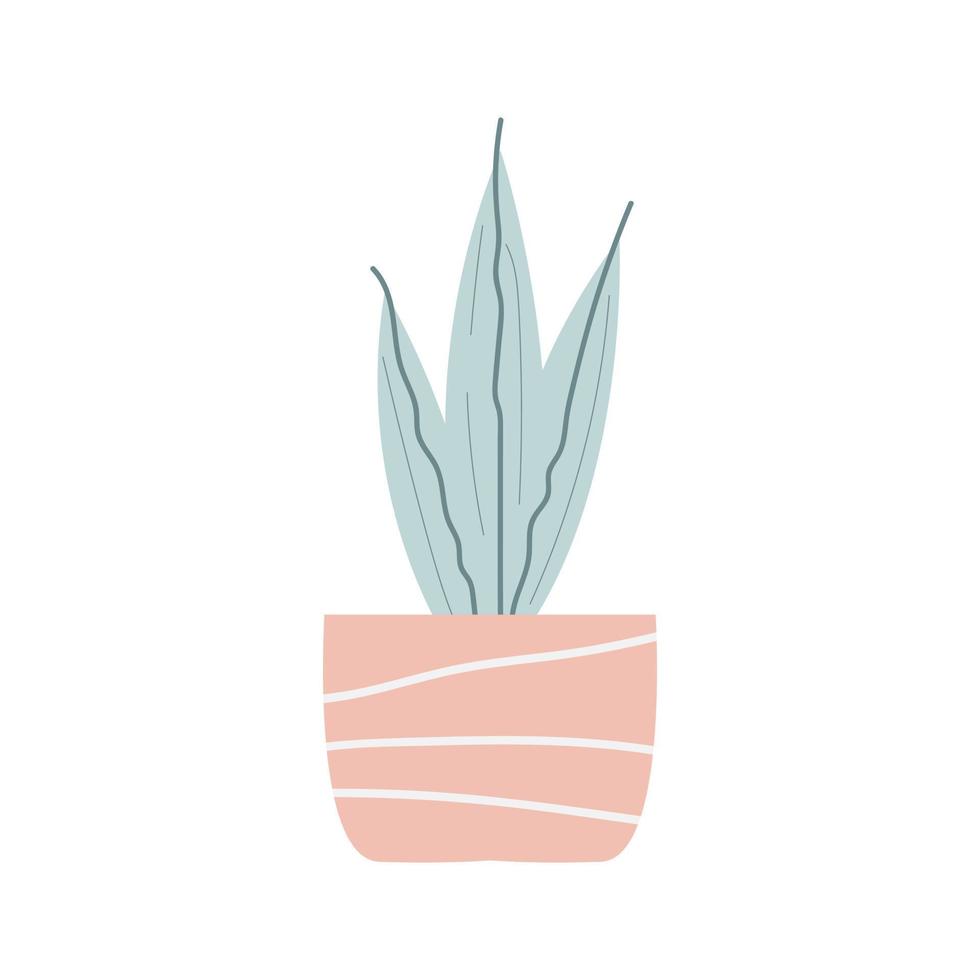 sansevieria in flower pot. Isolated image on white background. stylized plant. asparagus family. Universal design. Vector illustration, hand drawn