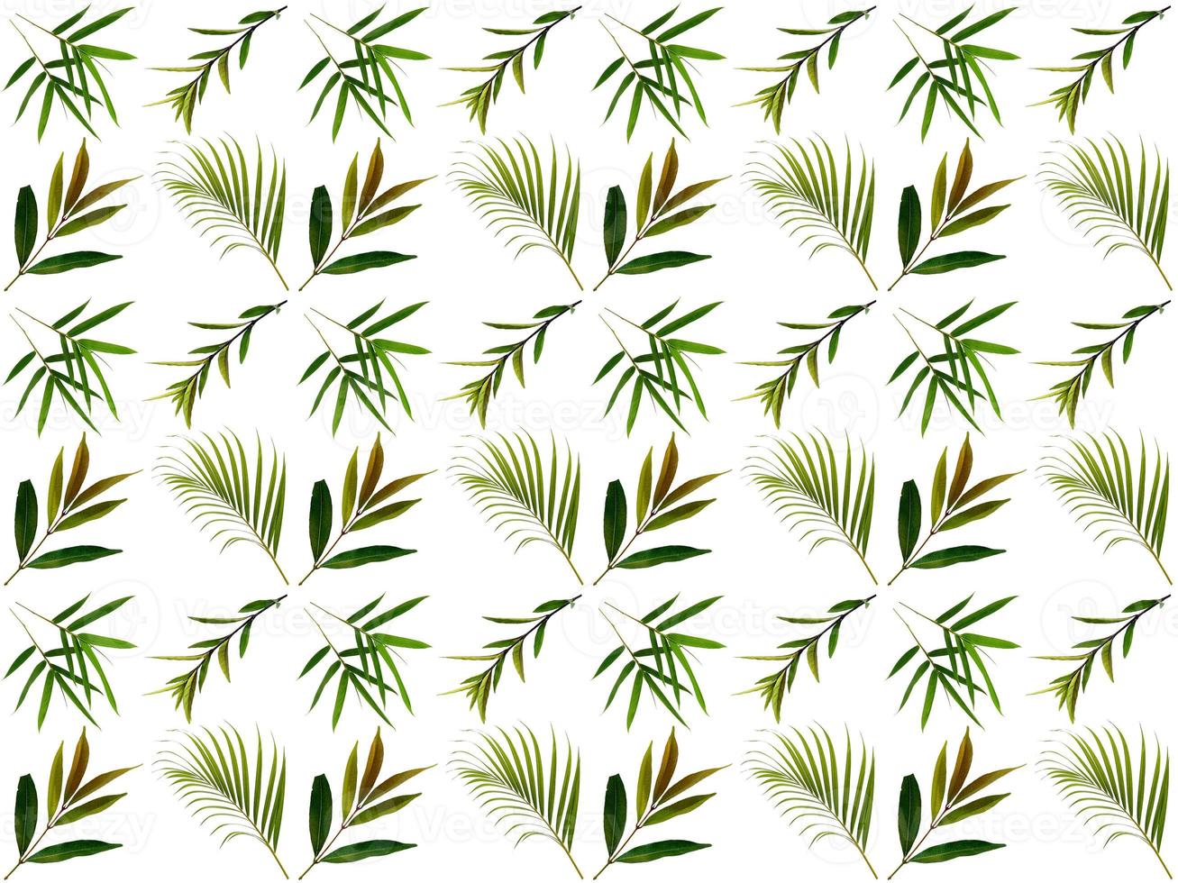 Leaves pattern on a white background photo