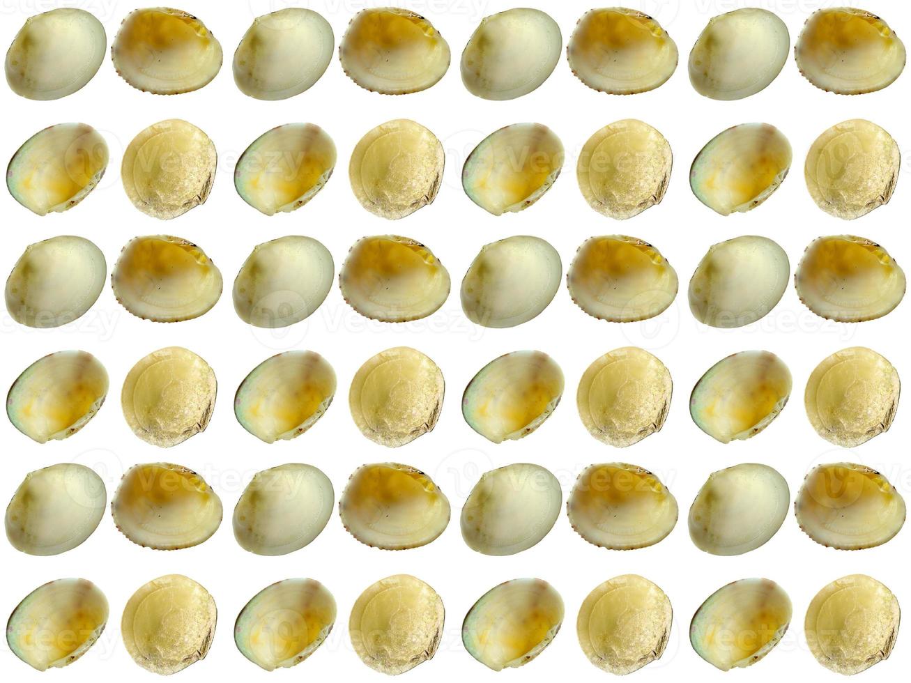 clam pattern on a white background photo