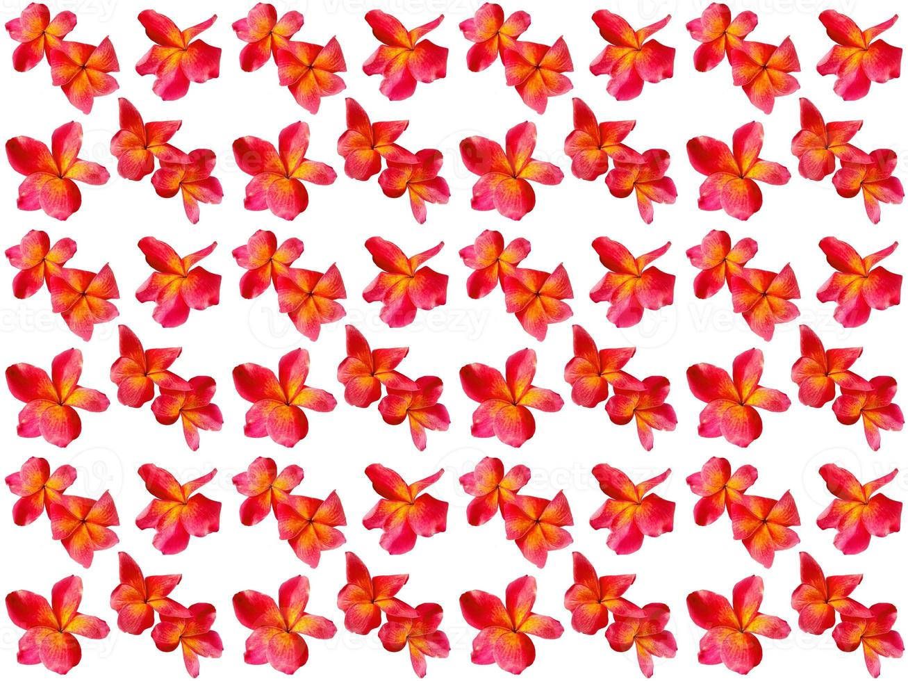 Flowers Pattern on a white background photo