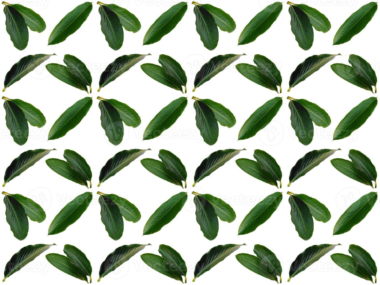 Pattern Leaves background photo