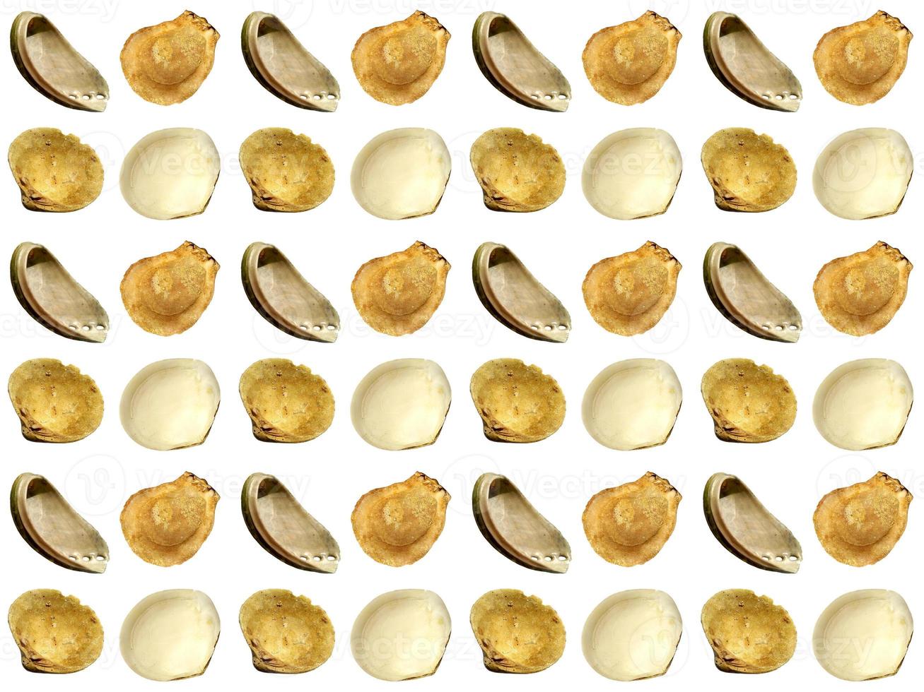 clam pattern on a white background photo