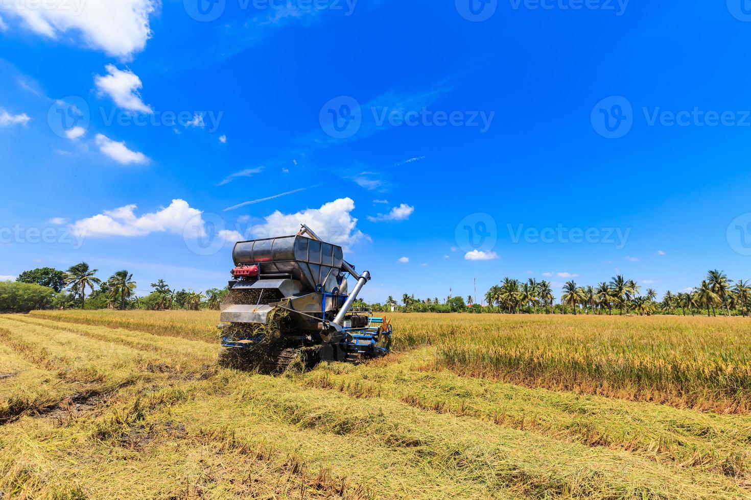 Combine harvester in rice field photo