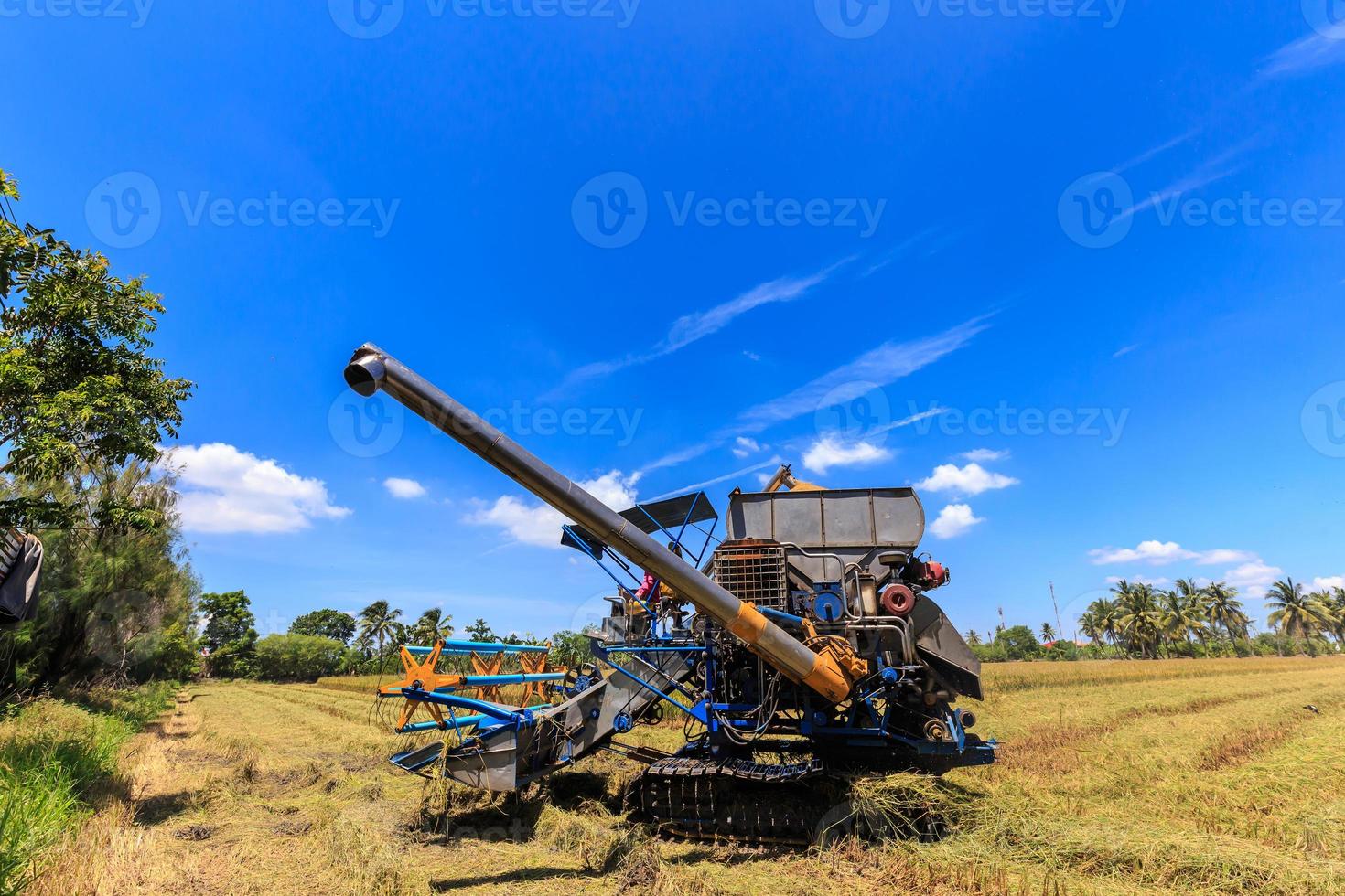 Combine harvester in rice field photo
