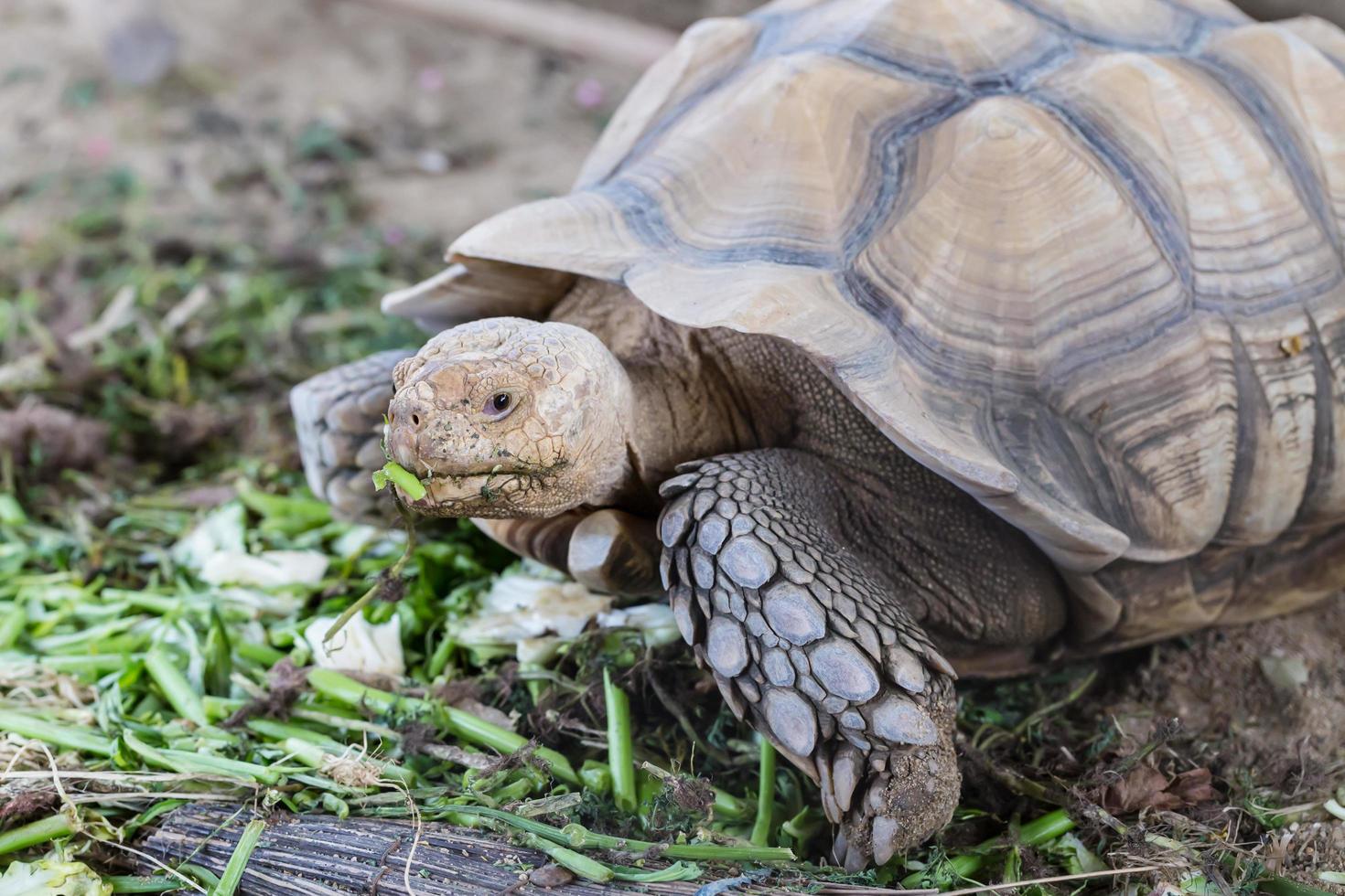 Large tortoise eating  vegetables photo