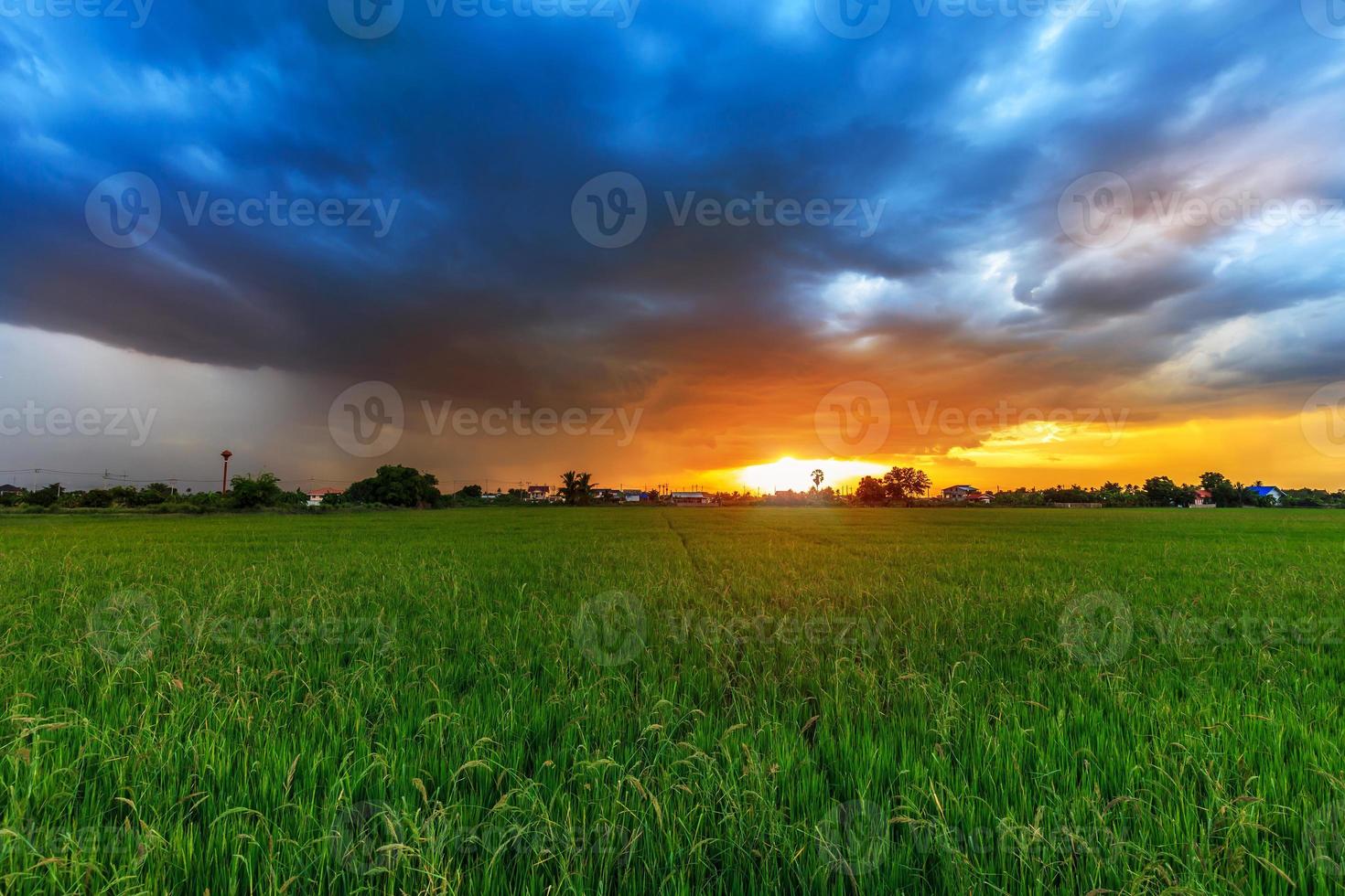 campo de arroz al atardecer con nubes malhumoradas foto