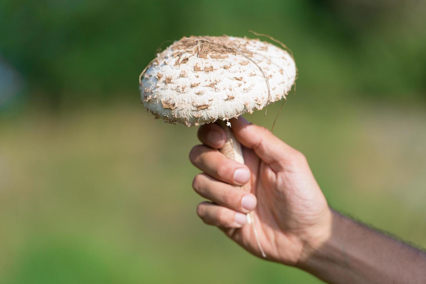 mushroom drum stick in hand photo