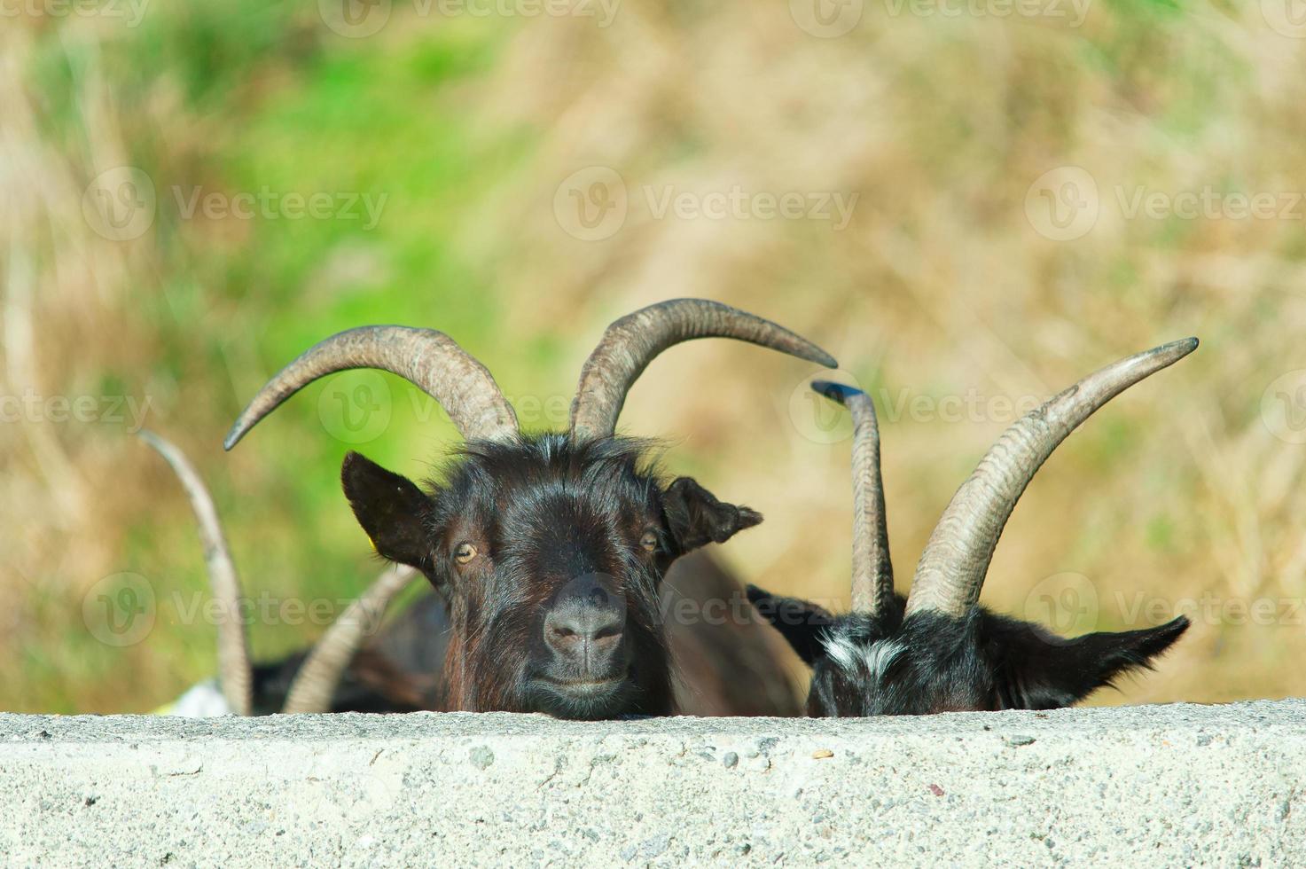 Goat looks from a wall photo