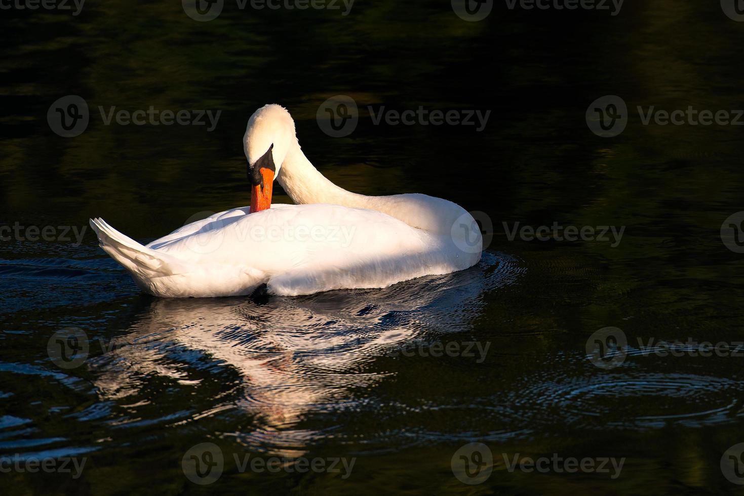 Swan in the river photo