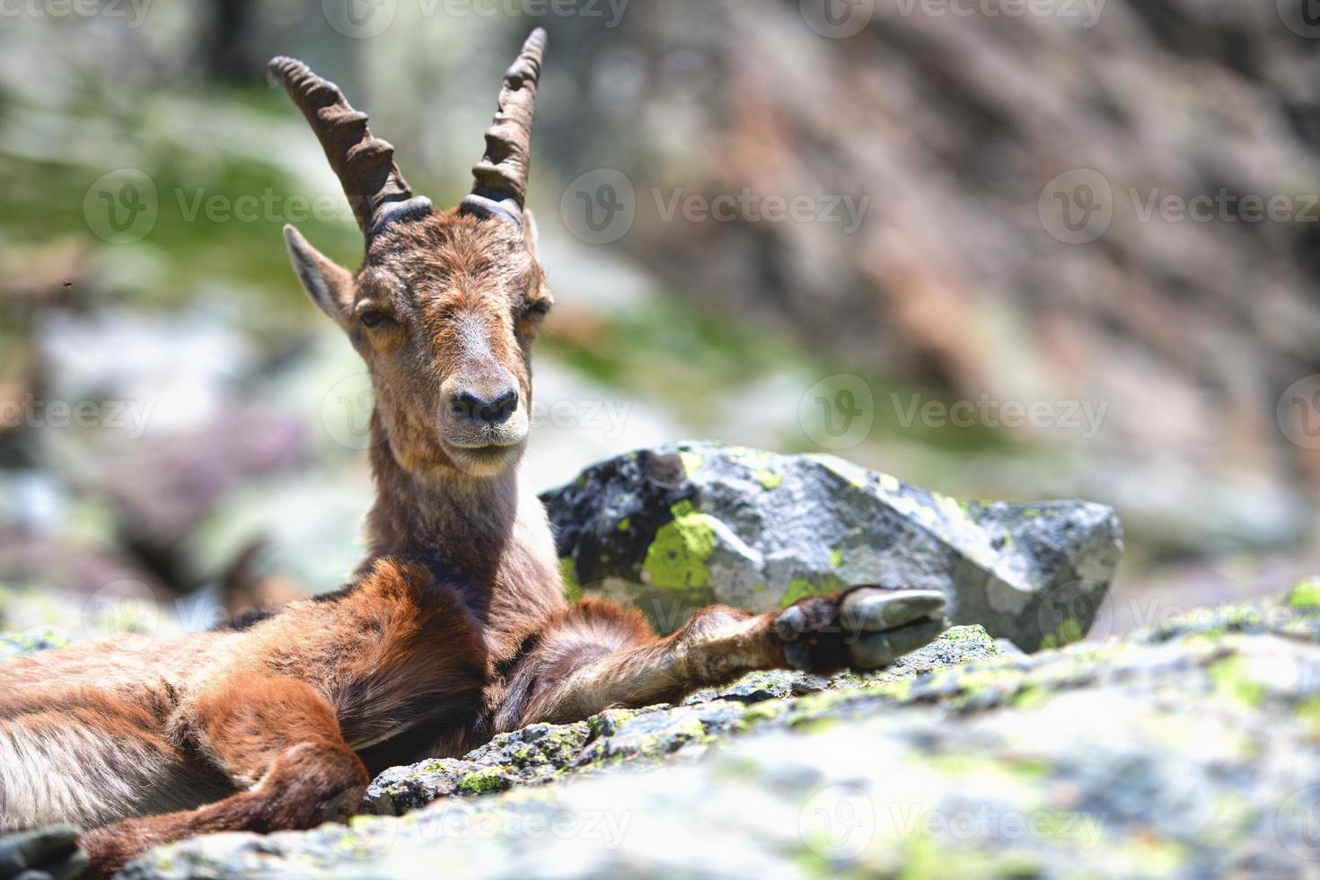 Female ibex resting crouched on stones photo