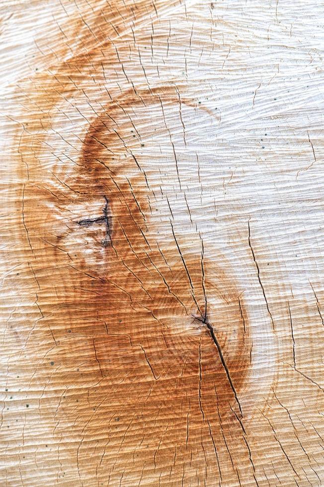 textura de un árbol cortado foto