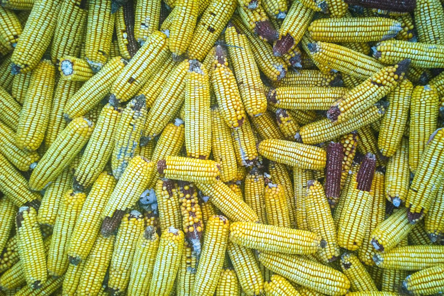 Many corn cobs accumulated photo
