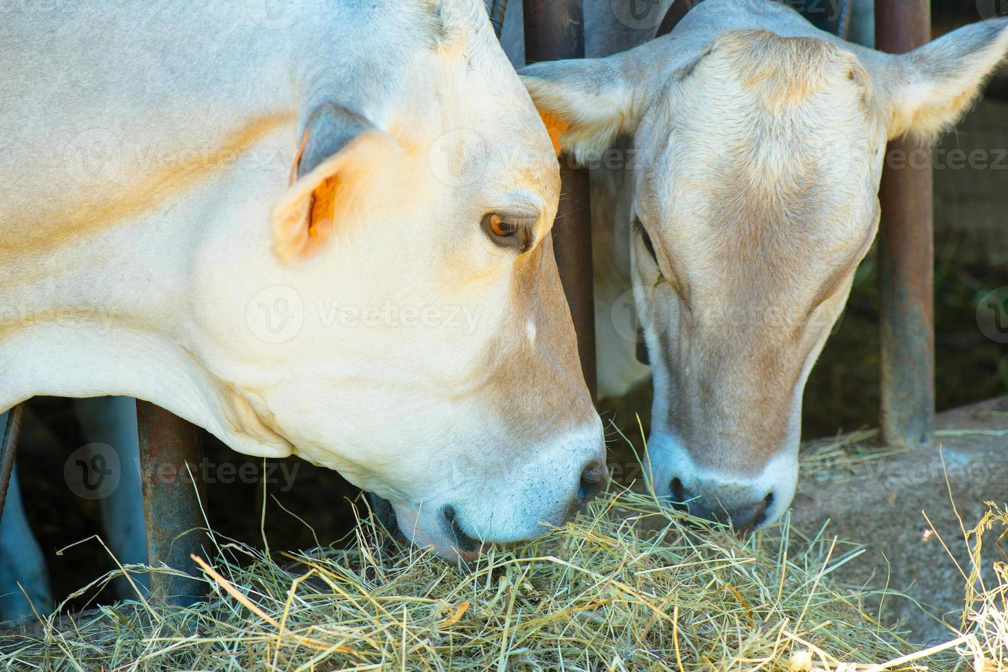 Two cows eating hay photo