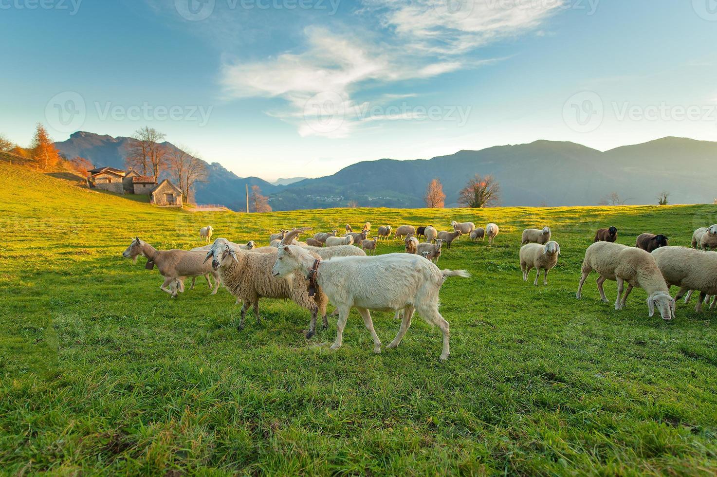 granja con ovejas y cabras foto