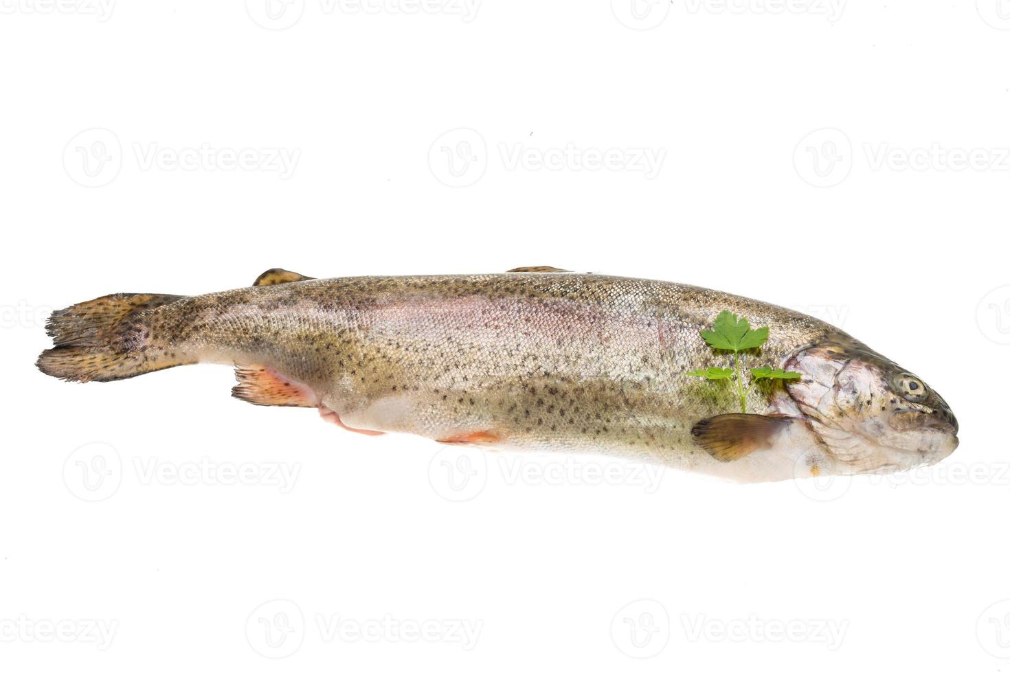 Fresh raw rainbow trout photo