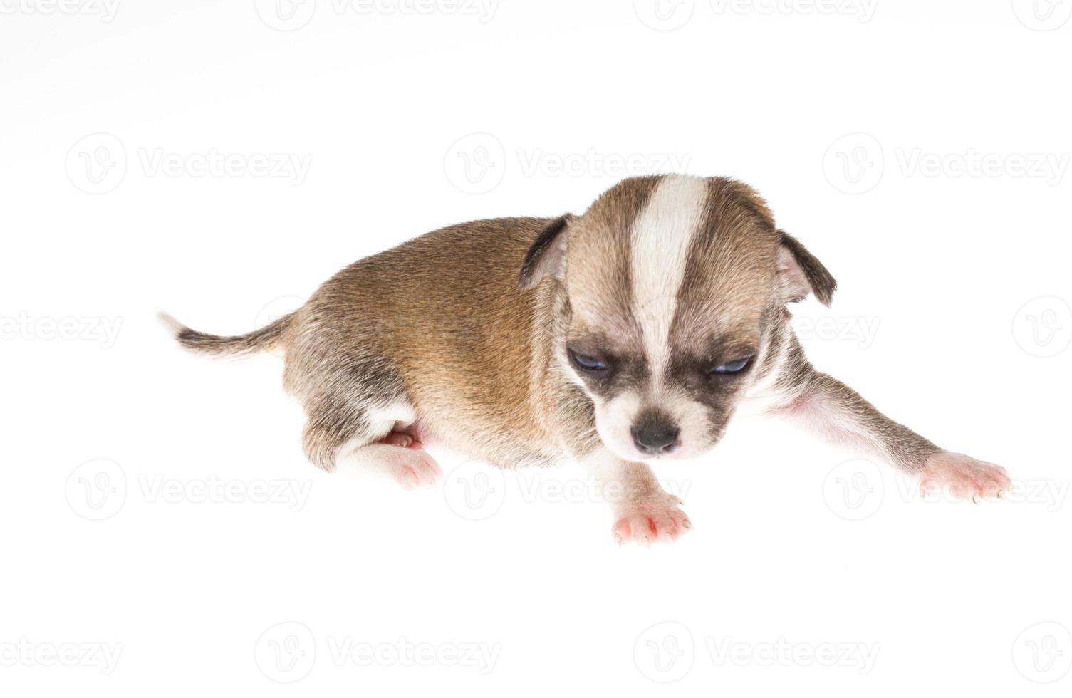 Funny puppy Chihuahua poses on a white background photo