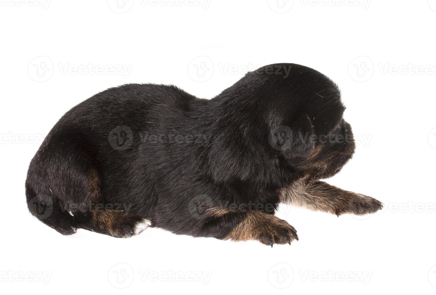 gracioso cachorro chihuahua posa sobre un fondo blanco foto