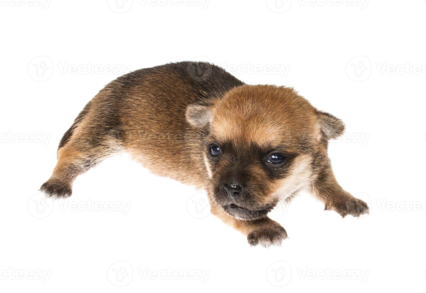 Funny puppy Chihuahua poses on a white background photo