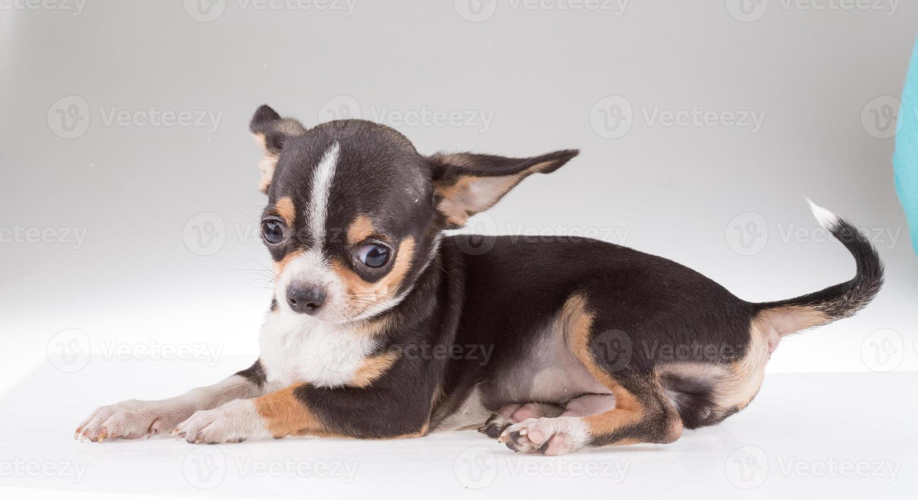 portrait of a cute purebred puppy chihuahu photo