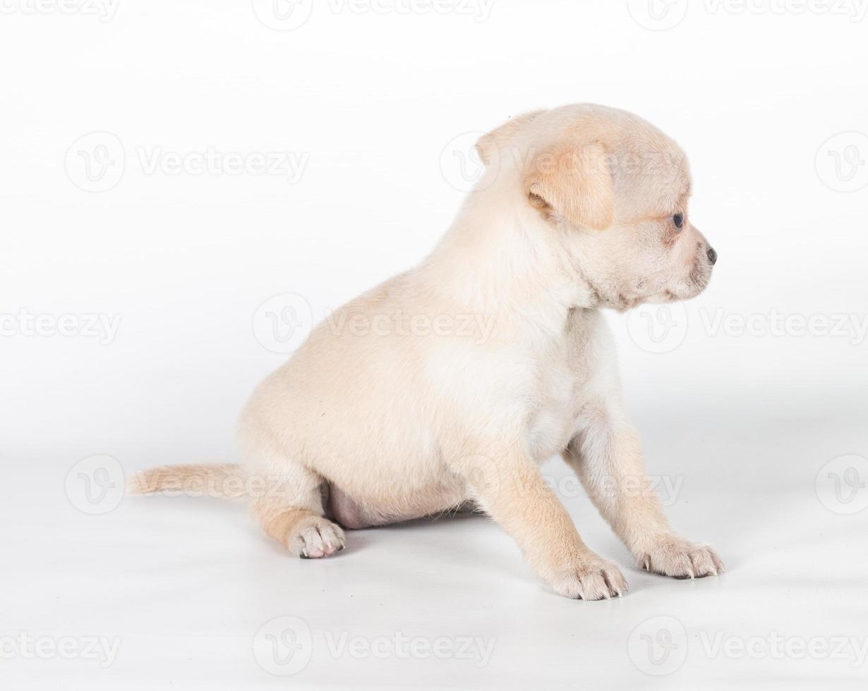 chihuahua puppy  in front of a white background photo