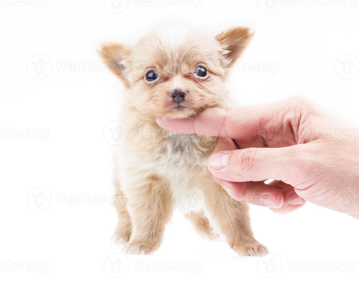 Funny puppy Chihuahua poses on a white background photo