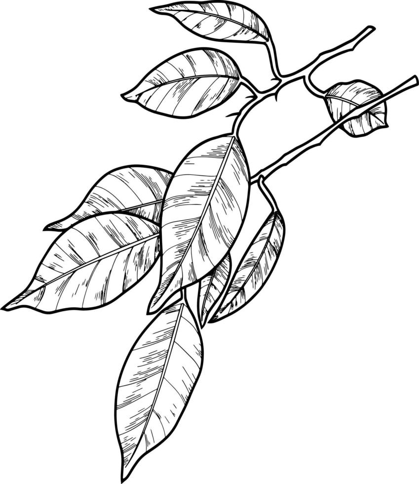 Ficus branch with decorative leaves on a transparent background, monochrome illustration, line, vector image