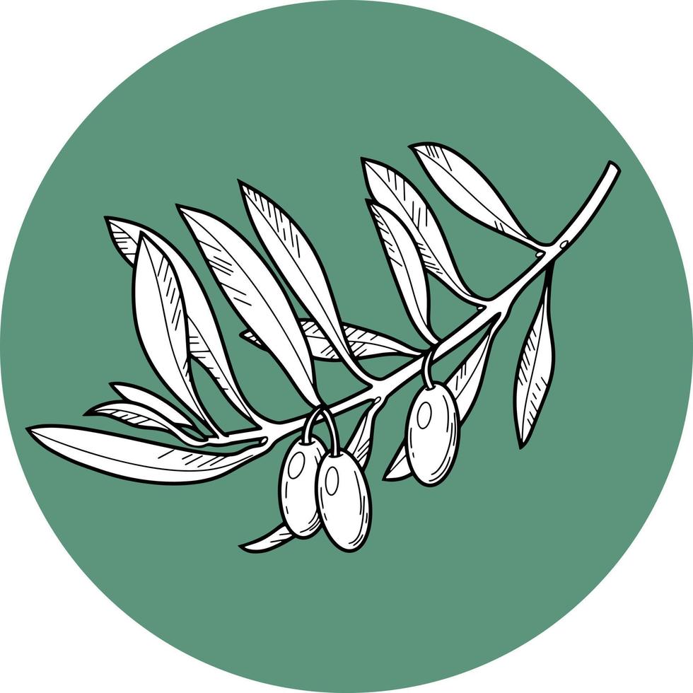 Monochrome vector illustration. Olive tree branch with olive berries, line, botanical illustration on a green background