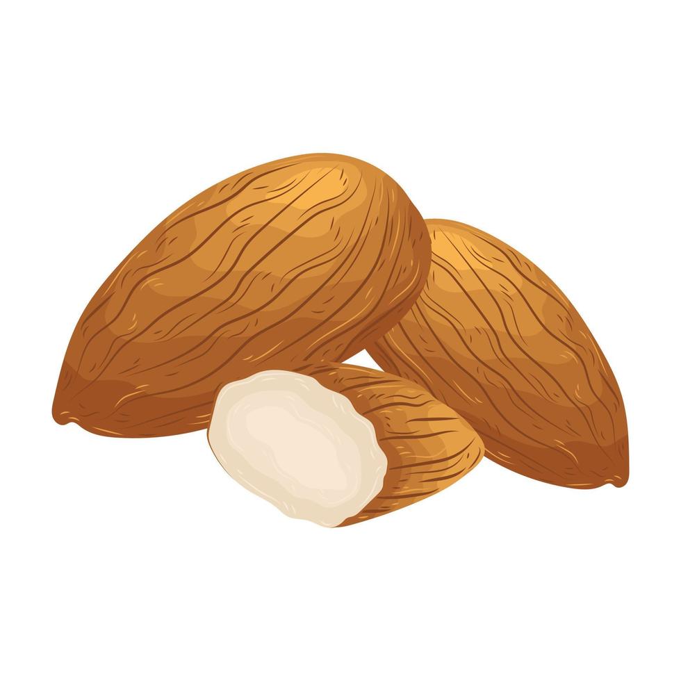 almond vector peanut illustration vegetarian oil seasonal cartoon element organic vegan diet health
