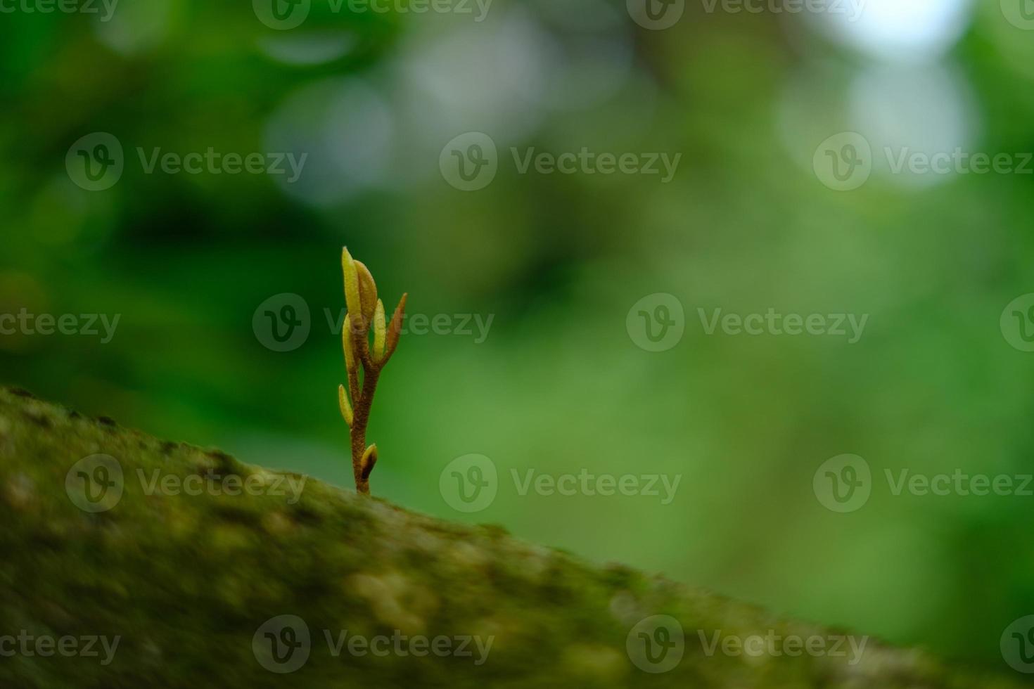 durian tree small photo