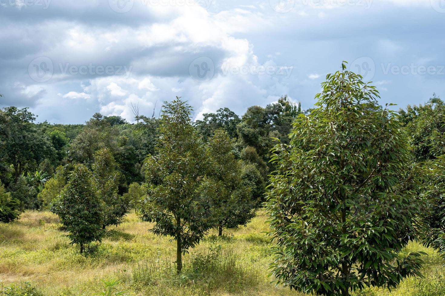 durian tree small photo