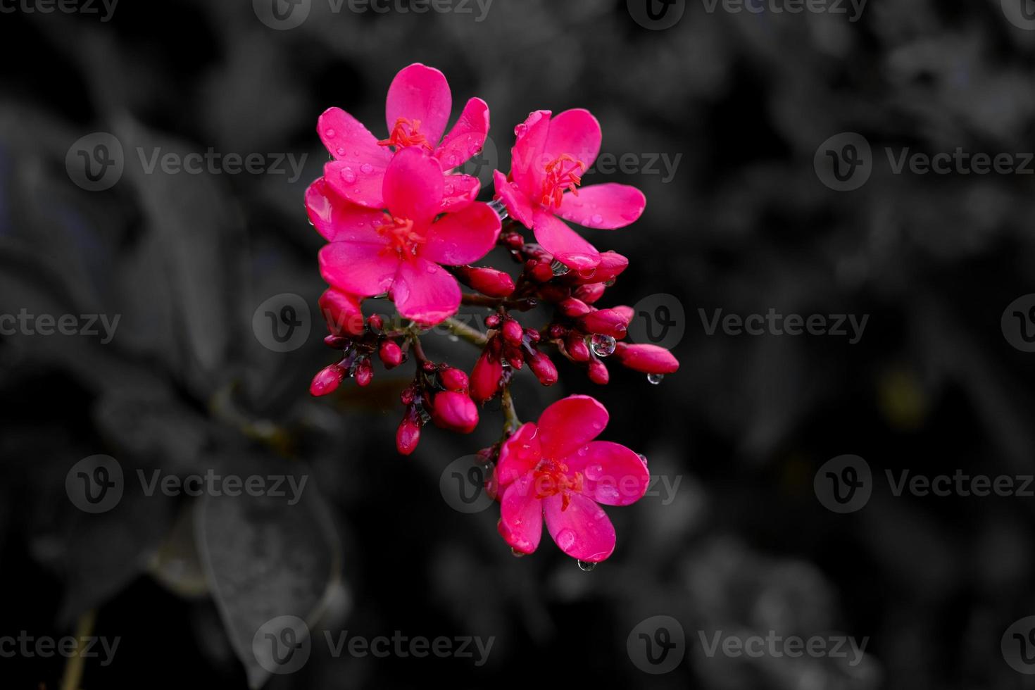 pink flowers on black background photo